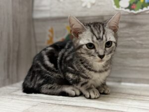 ②アメリカンショートヘアー　￥195,800(税込)→￥184,800(税込)