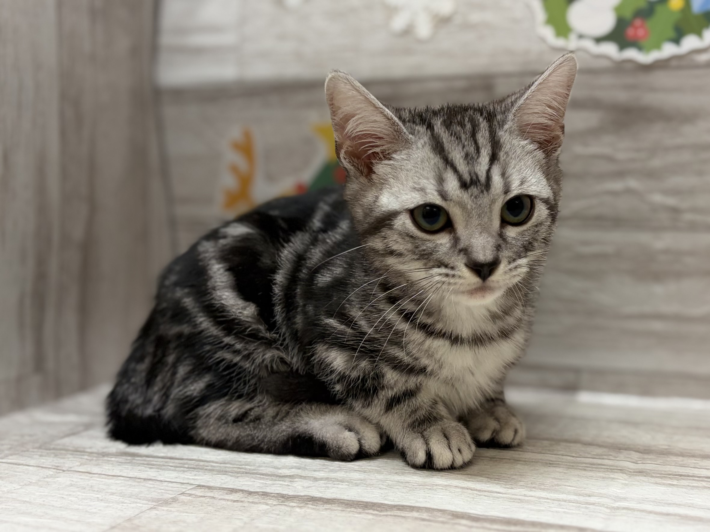 ②アメリカンショートヘアー