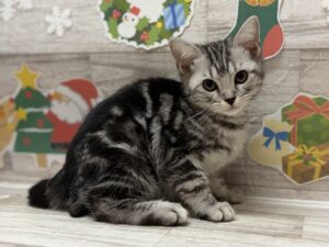 ③アメリカンショートヘアー　￥195,800(税込)→￥184,800(税込)