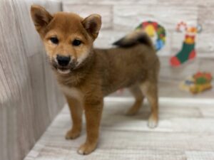②柴犬　￥228,800(税込)→￥184,800(税込)