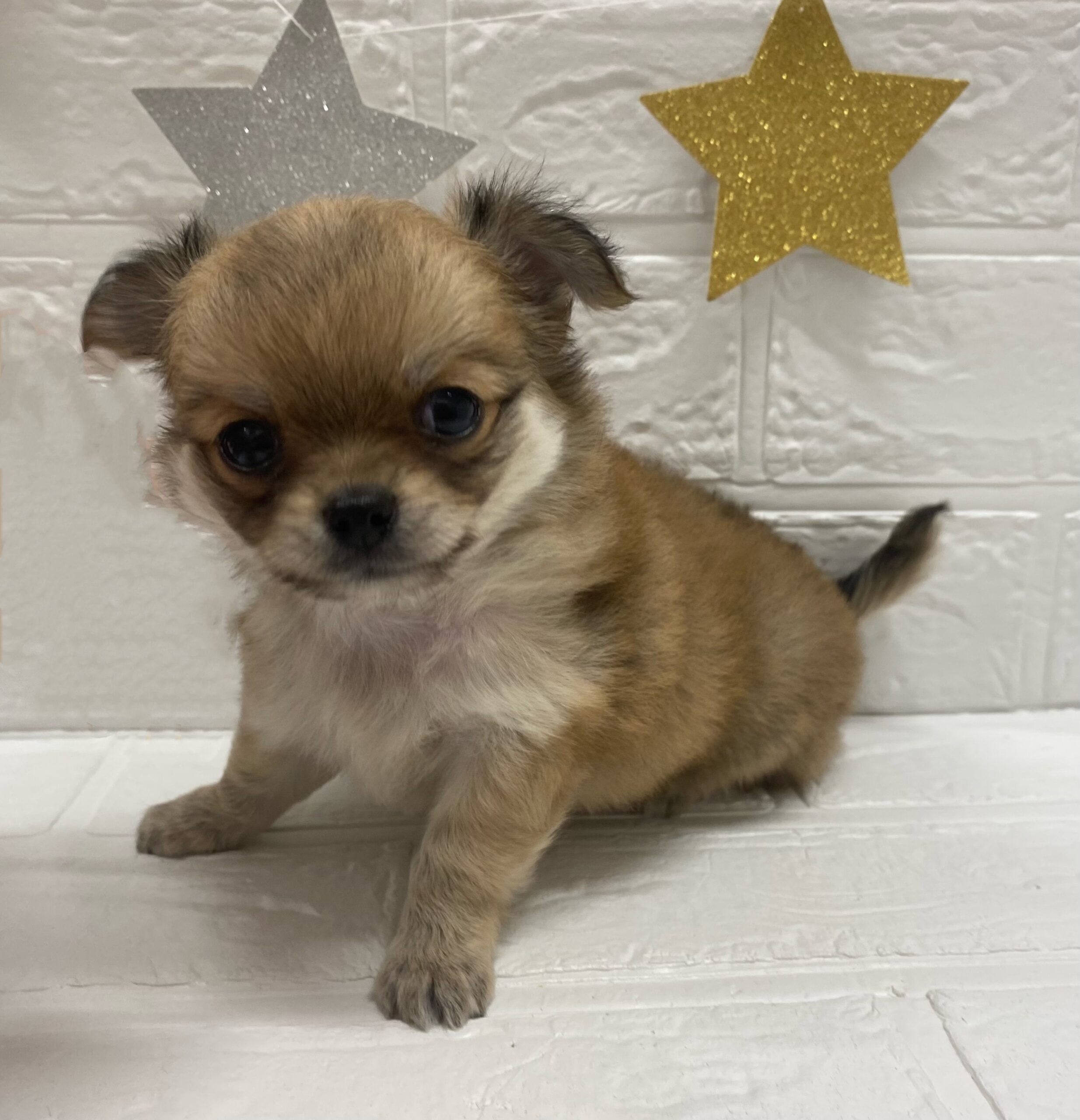 ⑪チワワ(ロング)