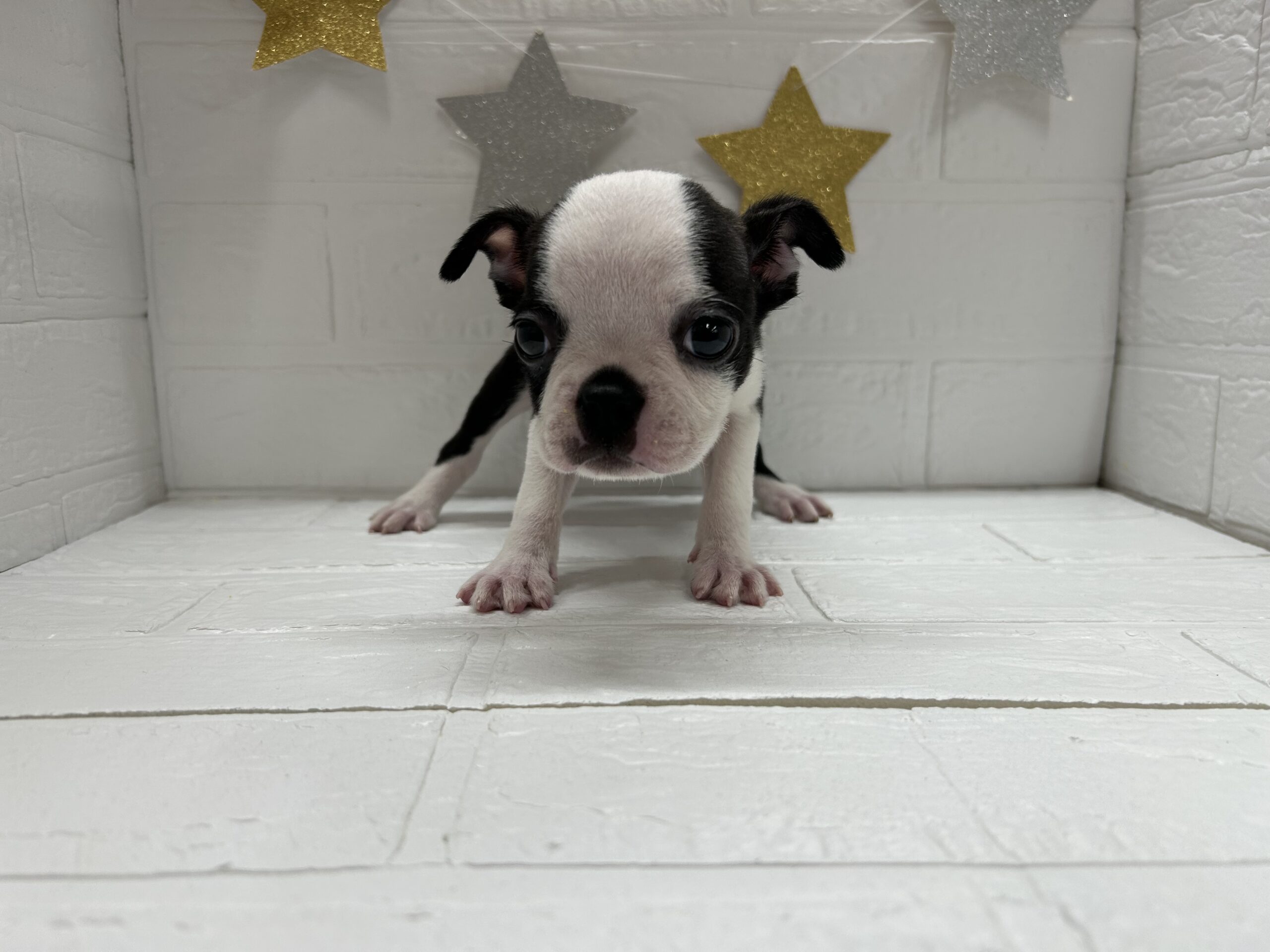 ③ボストンテリア