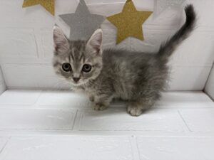 ⑦マンチカン(足短)￥361,900(税込)→11/24まで￥328,900(税込)