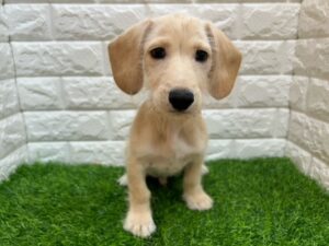 MIX(父カニヘンダックスフンド×母ミニチュアシュナウザー) ￥152,900(税込)→11/24まで￥119,900(税込)