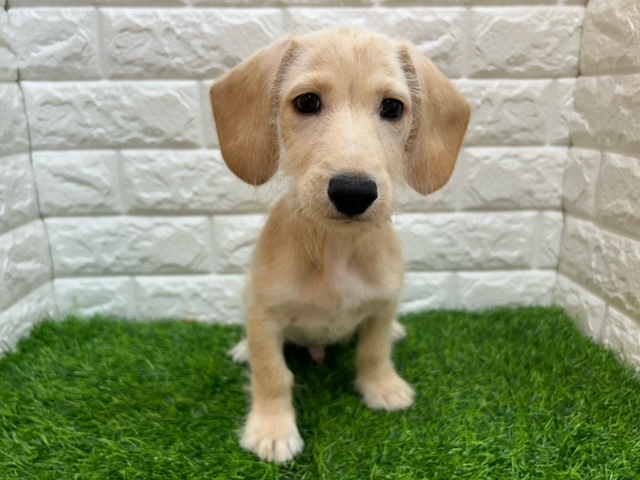 MIX(父カニヘンダックスフンド×母ミニチュアシュナウザー)