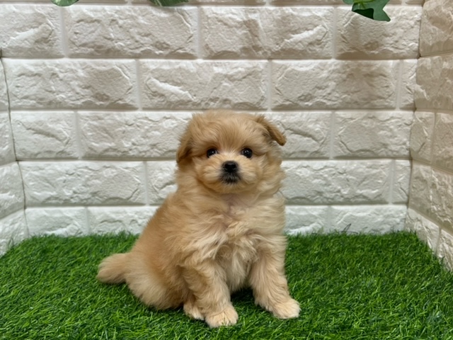 Mix(父ポメラニアン×母トイプードル)