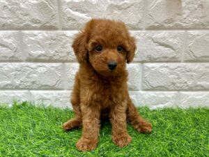 トイプードル　￥240,900(税込)→11/24まで￥207,900(税込)