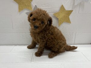 ⑦トイプードル￥394,900(税込)→￥361,900(税込)