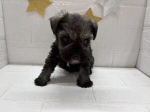 ③ミニチュアシュナウザー¥240,900(税込)