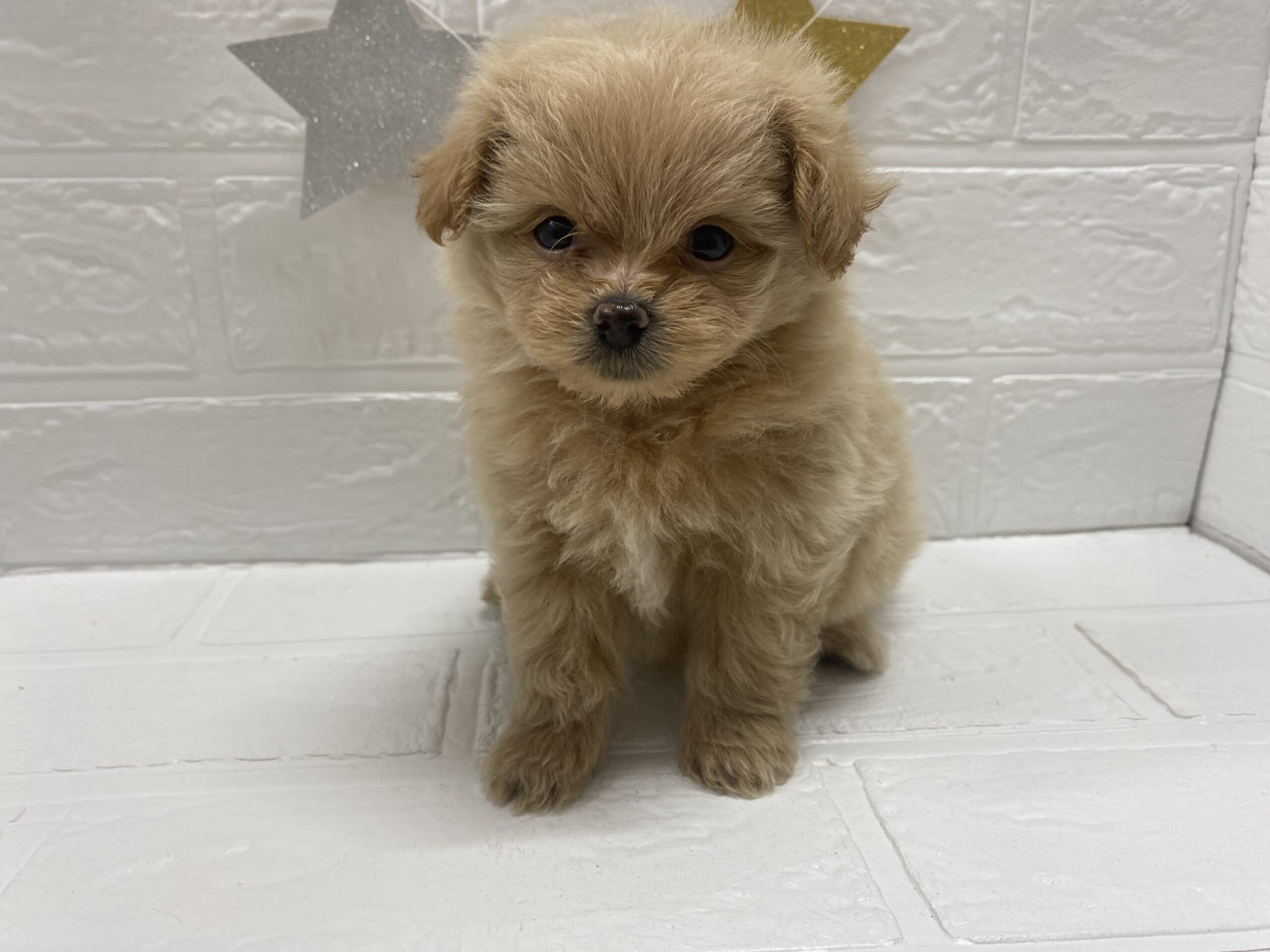 ⑩Mix(父ポメラニアン×母トイプードル)