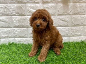 トイプードル　￥218,900(税込)→11/24まで￥185,900(税込)