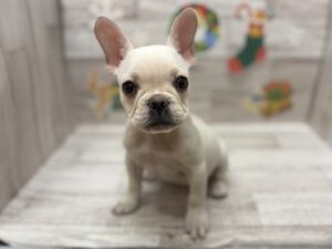 ③フレンチブルドッグ　￥437,800(税込)→￥360,800(税込)