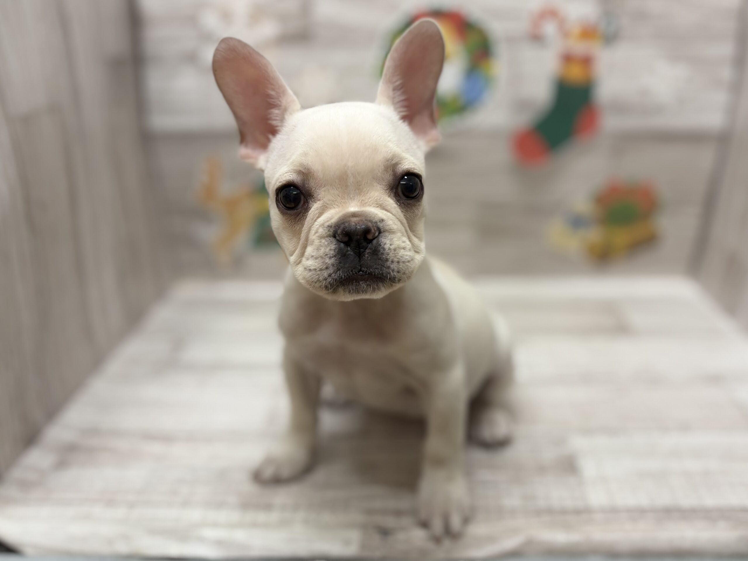 ③フレンチブルドッグ