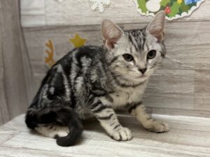 ①アメリカンショートヘアー　￥195,800(税込)→￥184,800(税込)