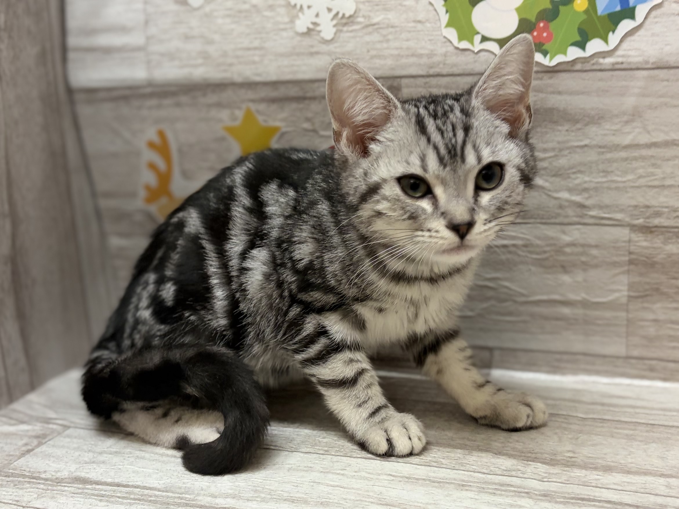 ①アメリカンショートヘアー