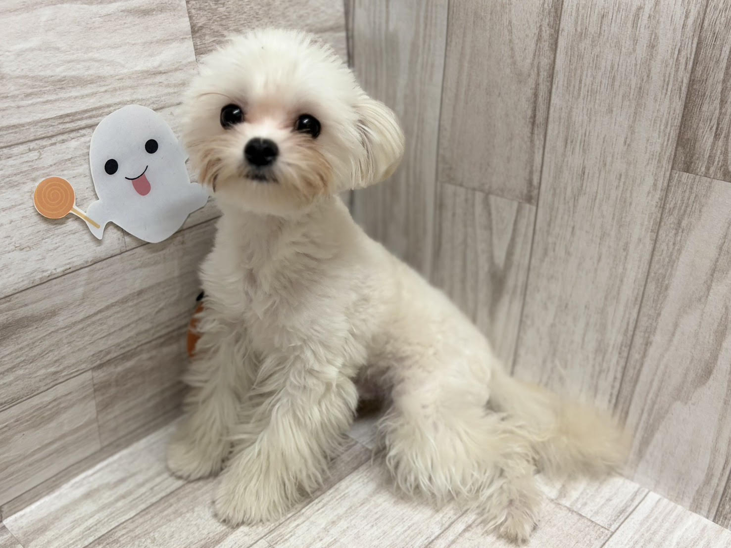 ④Mix(チワワ×マルチーズ)