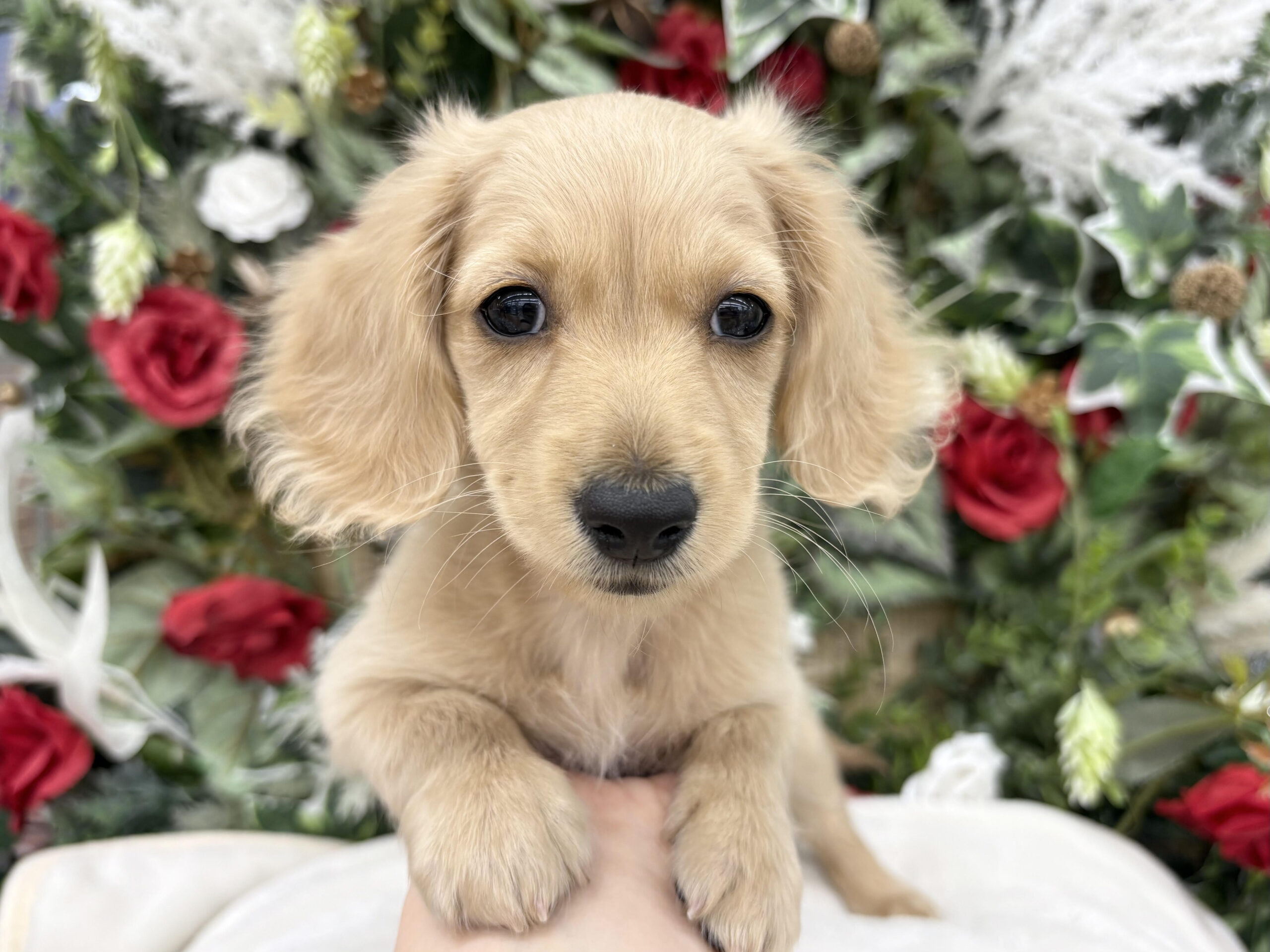 ③ミニチュアダックスフンド(ロング)