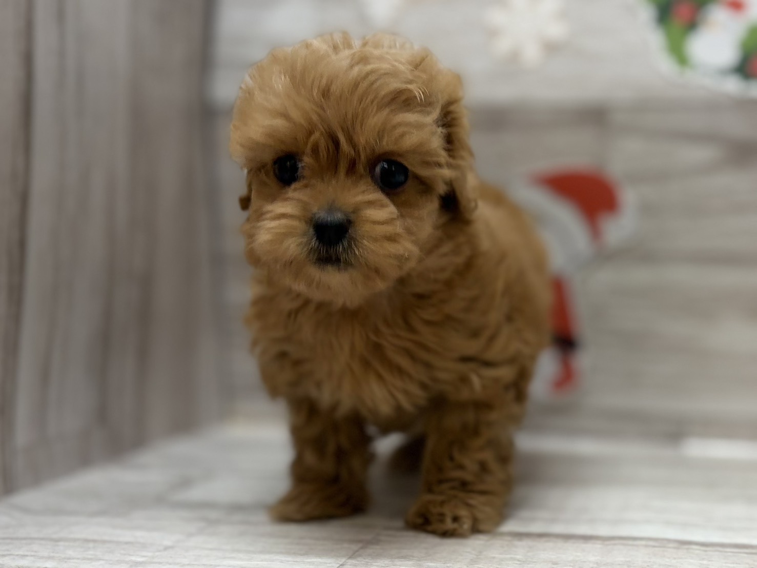 ③Mix(ペキニーズ×トイプードル)