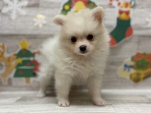 ④ポメラニアン　￥294,800(税込)