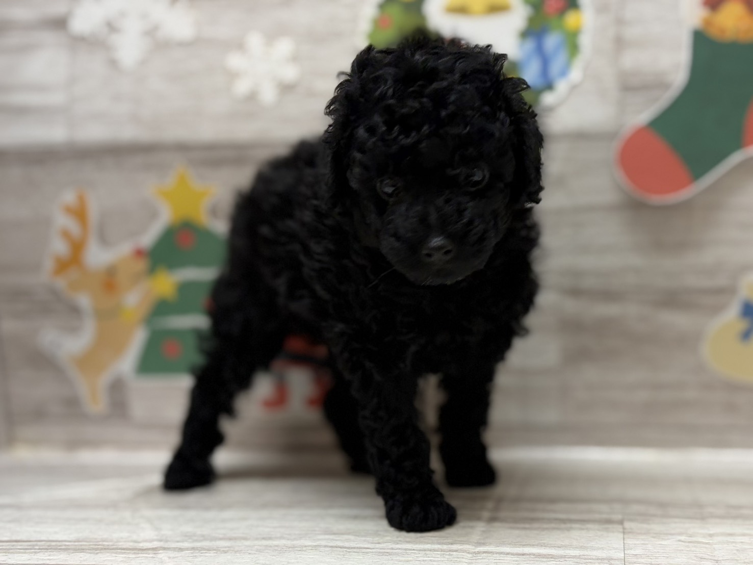 ⑤トイプードル