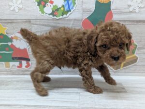 トイプードル　￥250,800(税込)→￥217,800(税込)