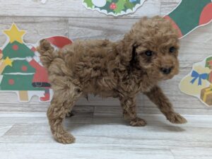 トイプードル　￥261,800(税込)→￥228,800(税込)