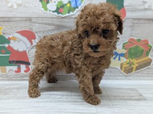 トイプードル　￥250,800(税込)→￥217,800(税込)