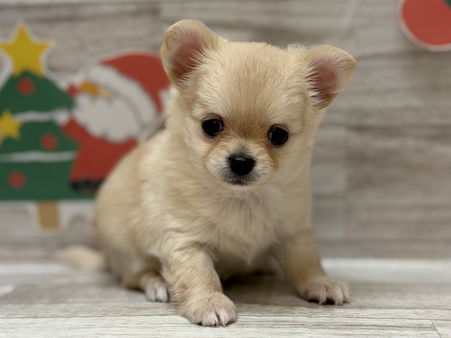 ①チワワ(ロング)