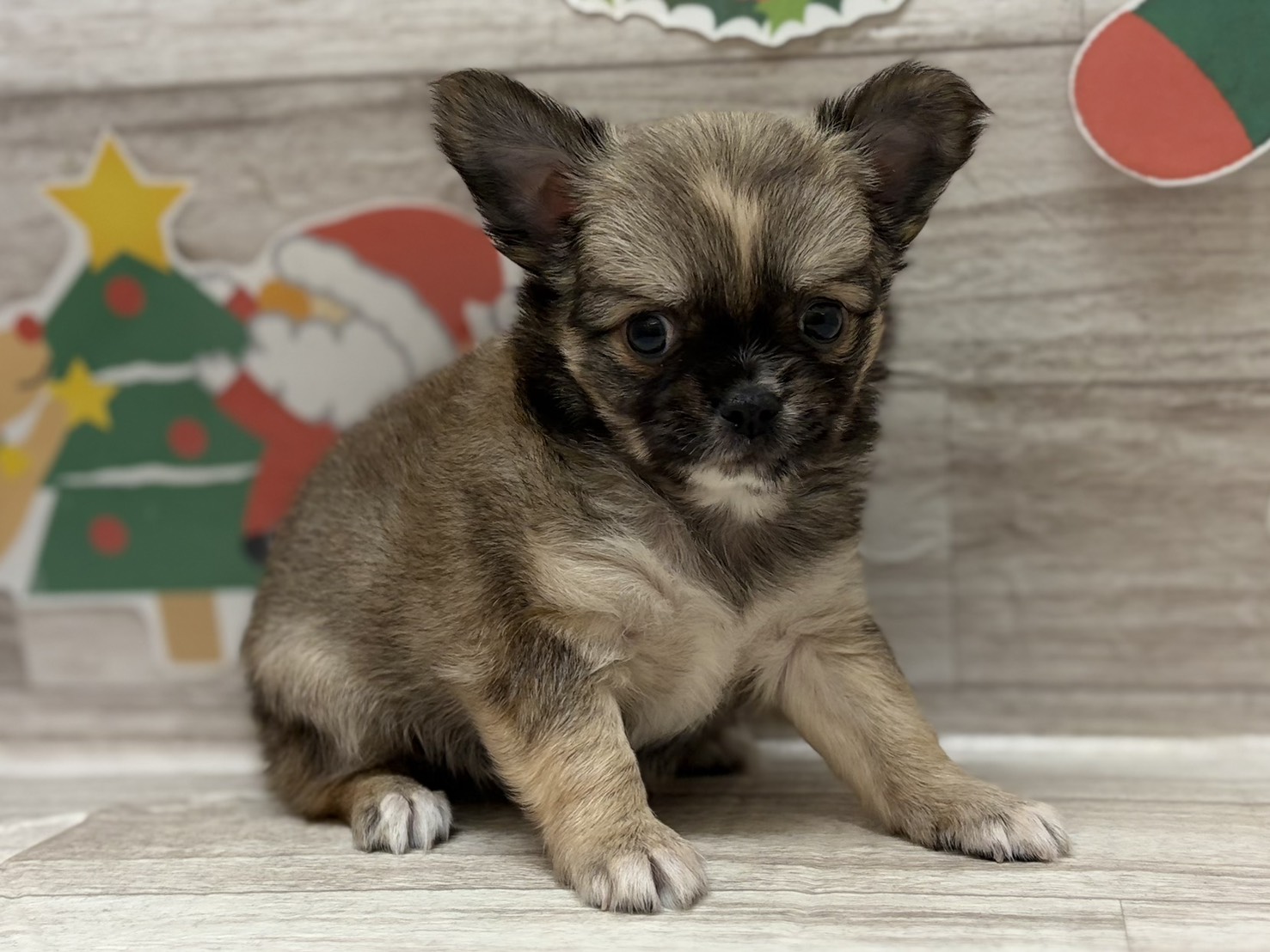 ②チワワ(ロング)