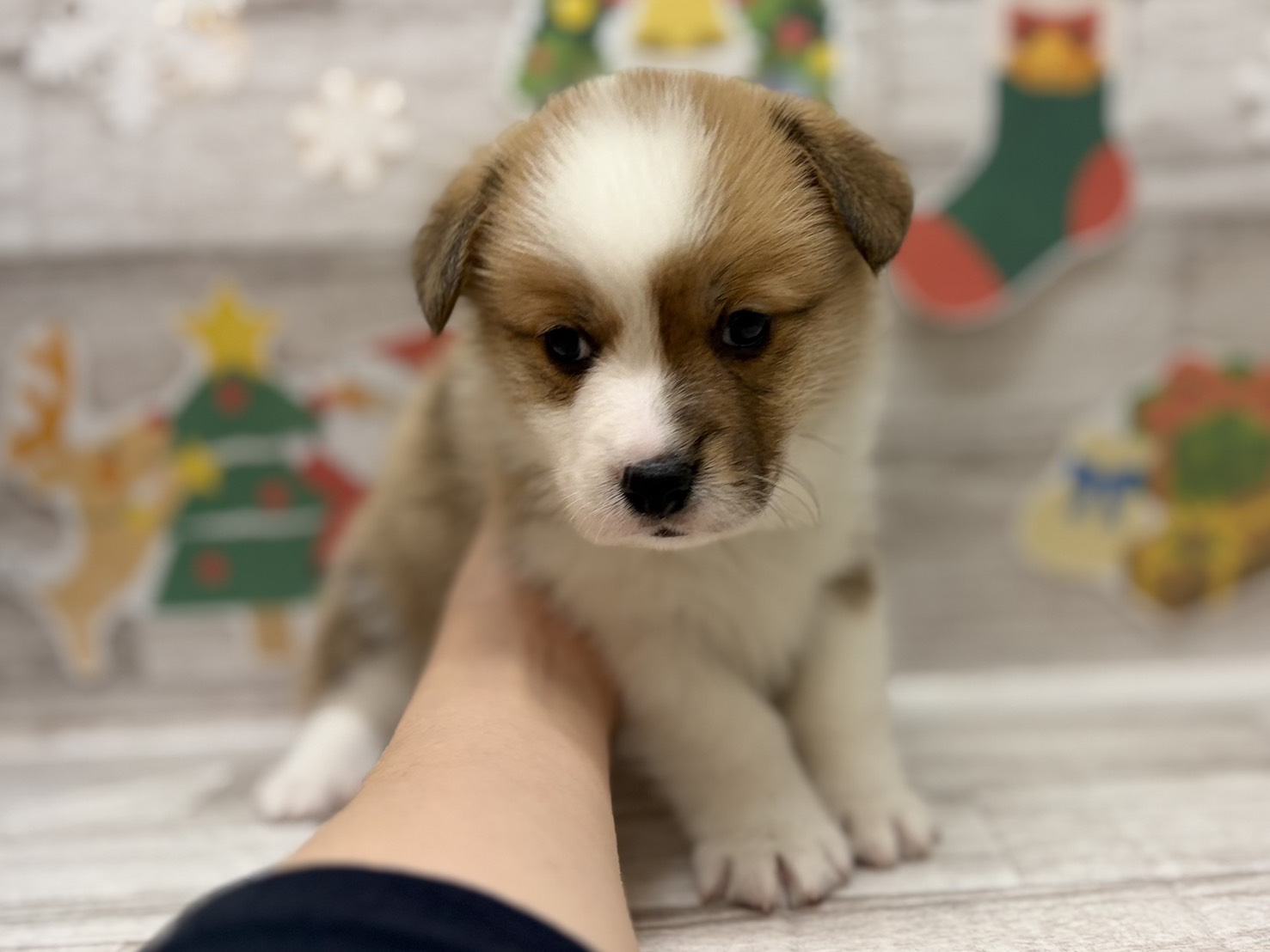 ③ウェルシュコーギーペンブローク