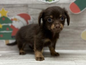 ④Mix(チワワ×ミニチュアダックスフンド)　￥250,800(税込)