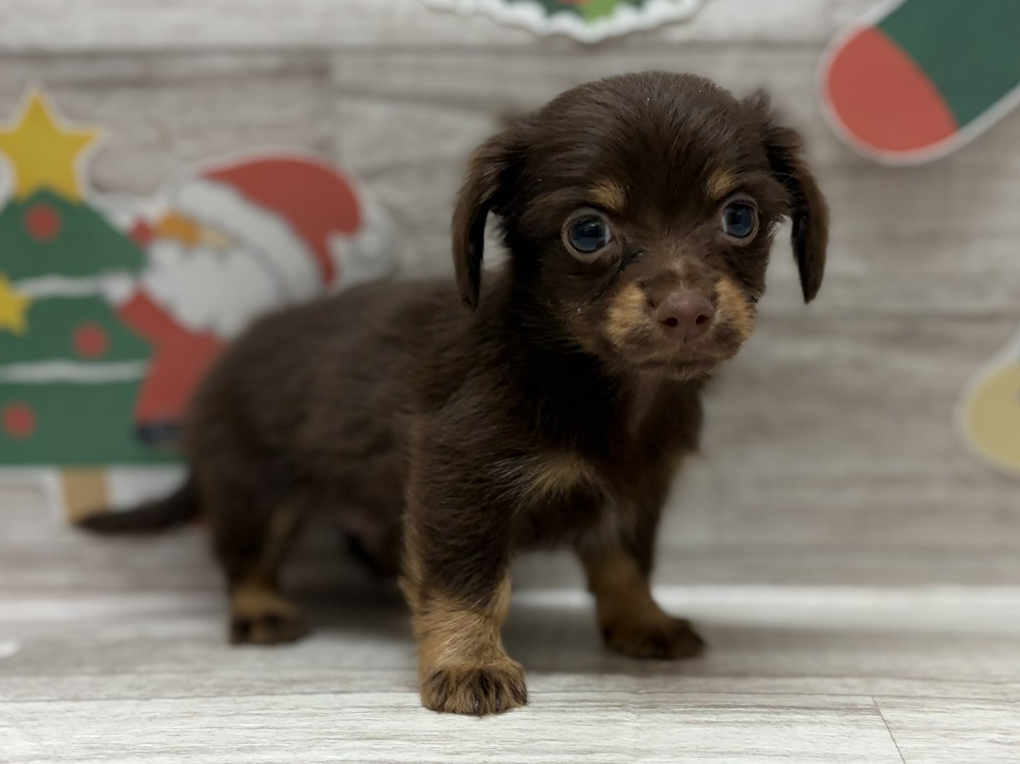 ④Mix(チワワ×ミニチュアダックスフンド)