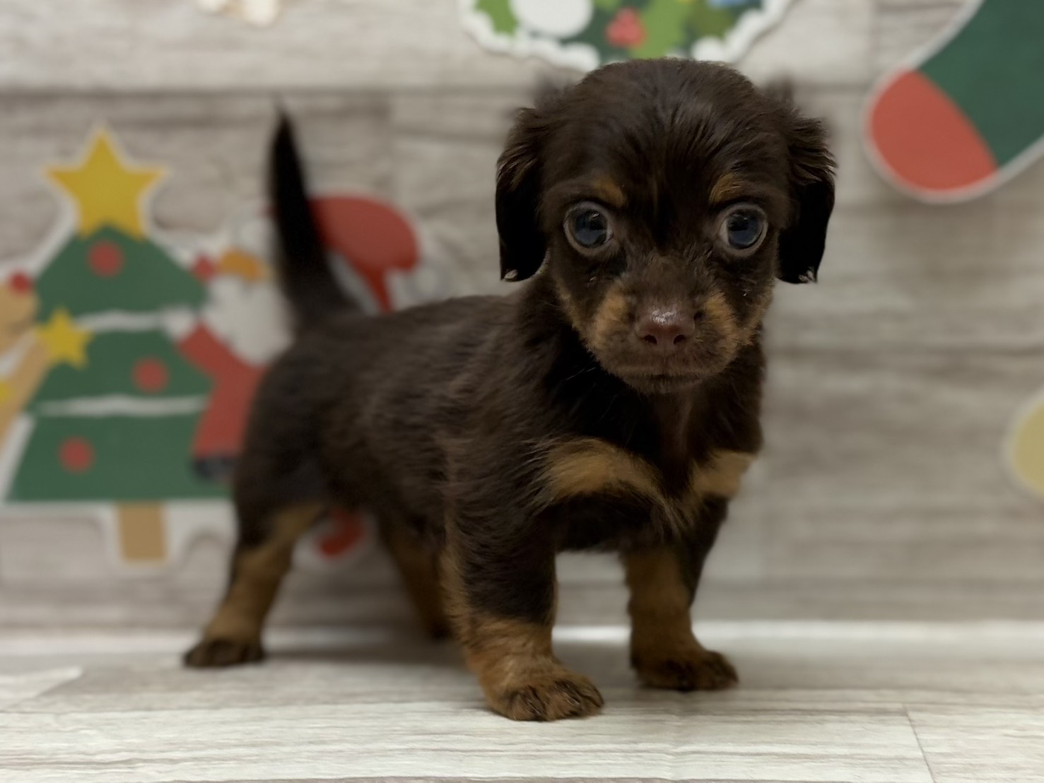 ⑤Mix(チワワ×ミニチュアダックスフンド)