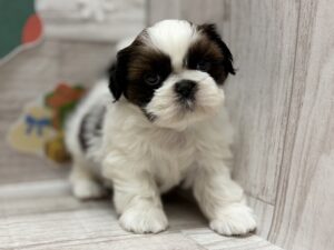 ⑧シーズー　￥217,800(税込)