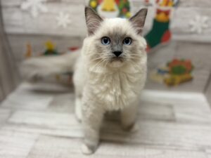 ラグドール　￥206,800(税込)→￥184,800(税込)