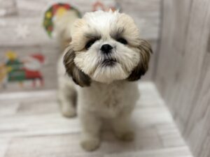 ⑦シーズー　￥173,800(税込)→￥129,800(税抜)