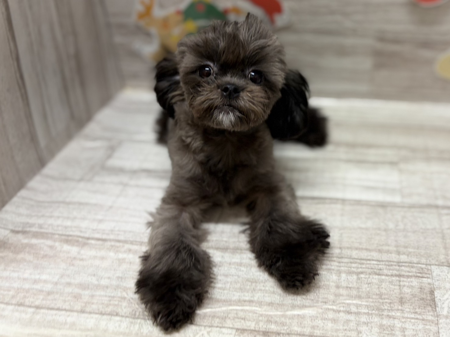 ➁Mix(トイプードル×シーズー)