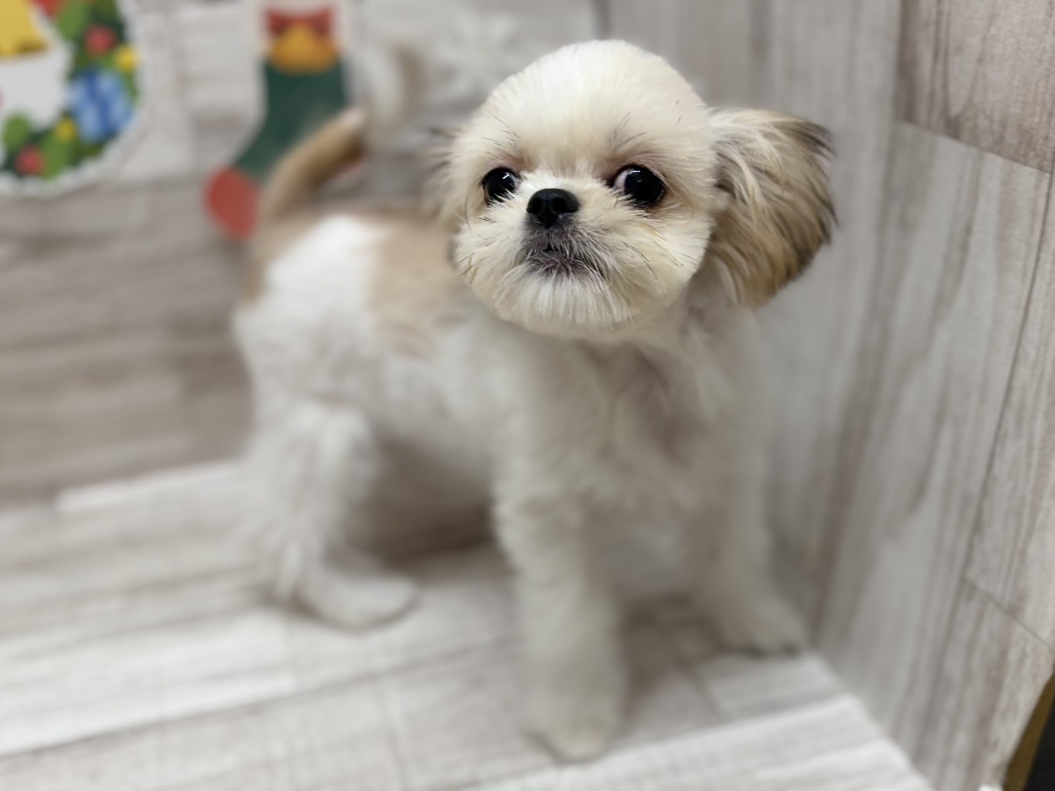 ④Mix(チワワ×シーズー)