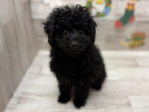 ⑤トイプードル　￥250,800(税込)→￥217,800(税込)