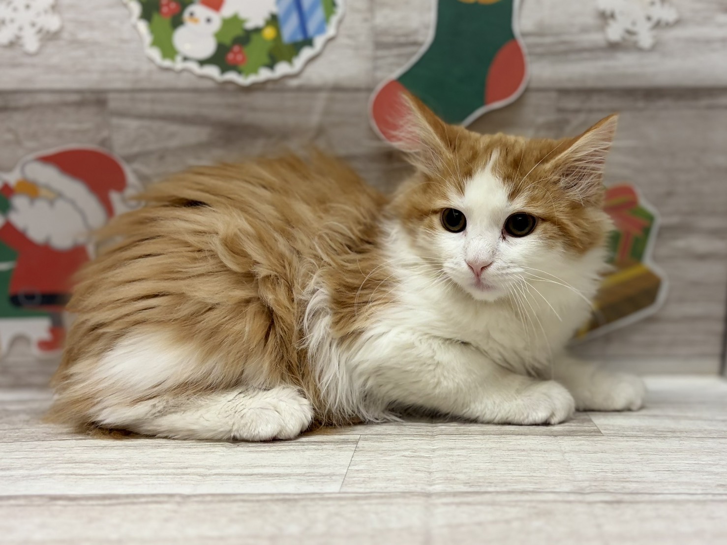 ノルウェージャンフォレストキャット