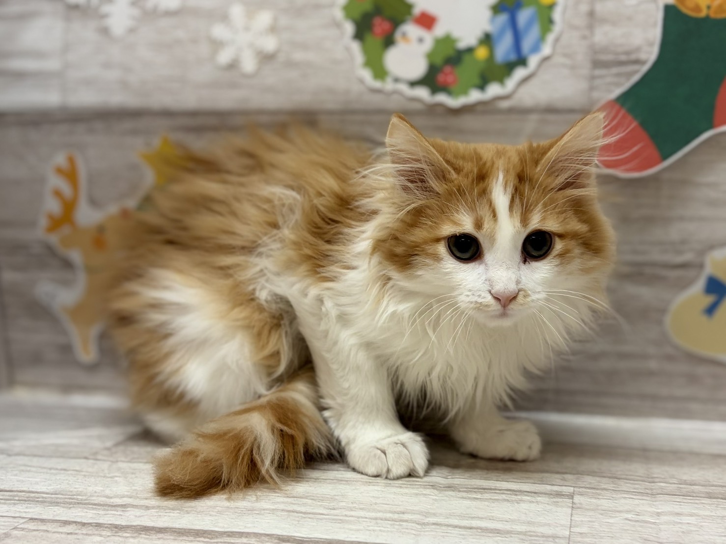 ノルウェージャンフォレストキャット