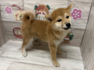 ⑦柴犬　　￥250,800(税込)→1/12まで¥206,800(税込)