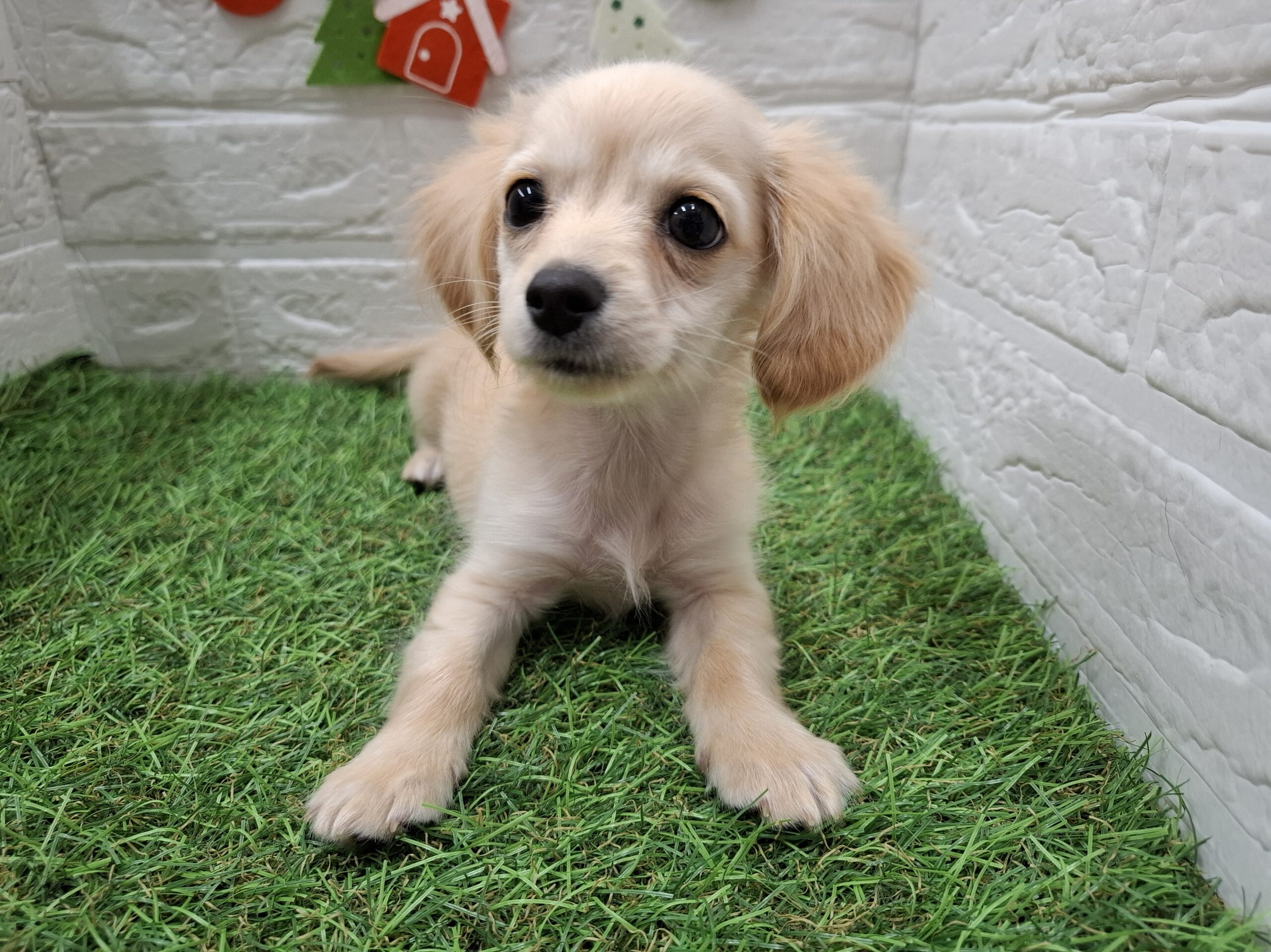 MIX(父チワワ(ロング)×母ミニチュアダックスフンド(ロング))