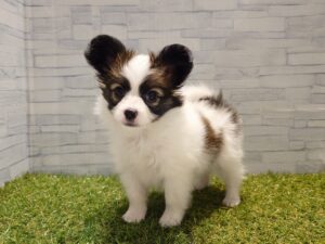 ④パピヨン￥295,900(税込)→11/24迄￥262,900(税込)