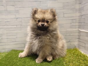 ⑥ポメラニアン￥218,900(税込)→11/24迄￥185,900(税込)