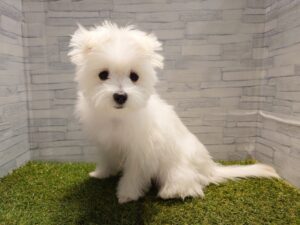 ①チワワ(ロング)alt=