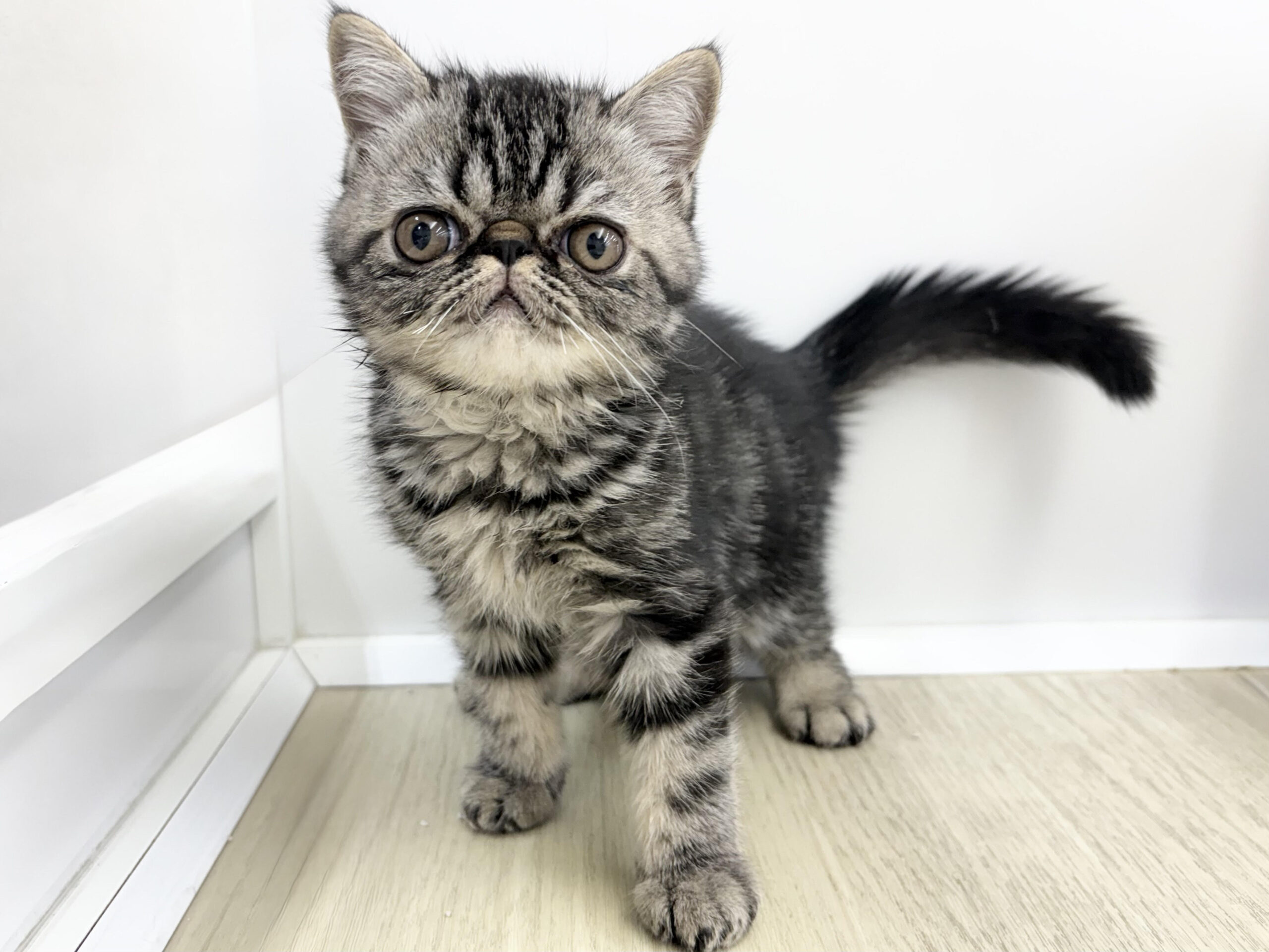 ⑥エキゾチック