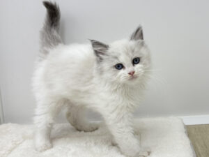 ⑧ラグドール￥394,900(税込)→11/7～11/24まで￥361,900(税込)