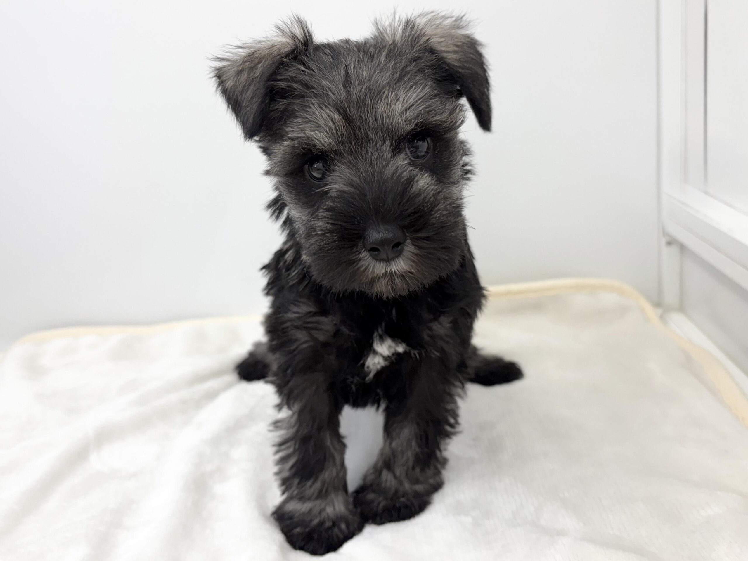 ③ミニチュアシュナウザー