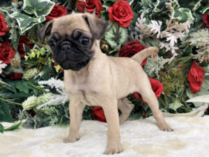 ⑦パグ￥405,900(税込)→12/12～12/30まで￥372,900(税込)